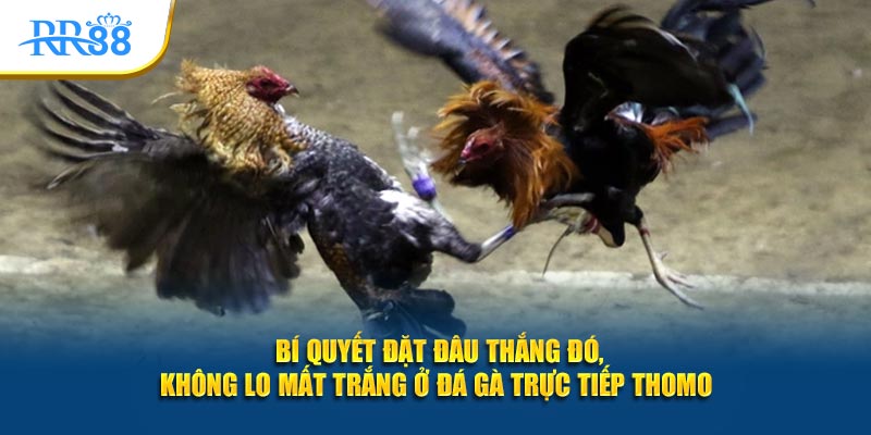  Bí quyết đặt đâu thắng đó, không lo mất trắng ở đá gà trực tiếp Thomo