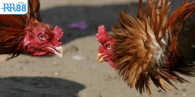 Tìm hiểu khái niệm đá gà bên Cam